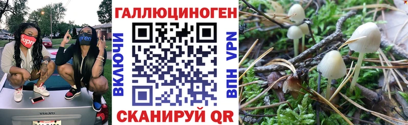 Галлюциногенные грибы Psilocybe  где купить наркоту  Вольск 